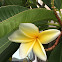 Plumeria