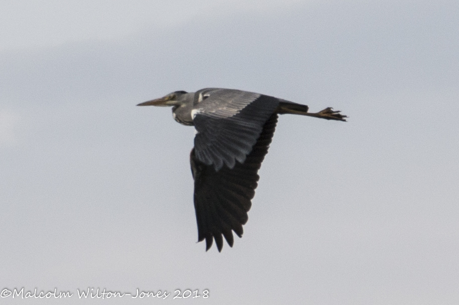 Grey Heron