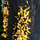 Jelly fungi/ stagshorn fungus