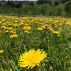 Dandelion