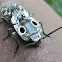 Eyed Click Beetle