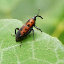 Cocklebur Weevil