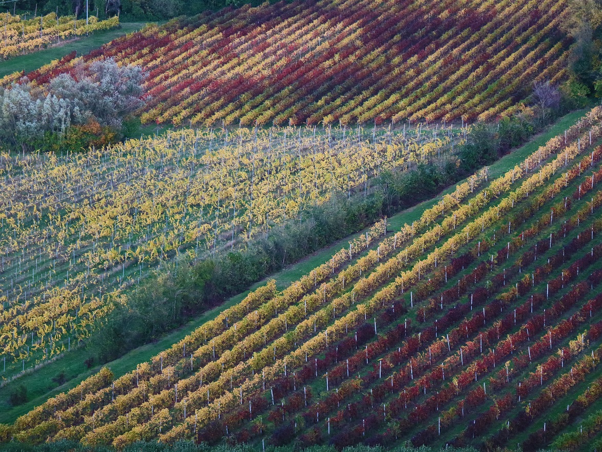 Vigneti di collina di MauroV