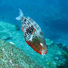 Ember parrotfish (Juvenile)