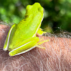 Green Treefrog