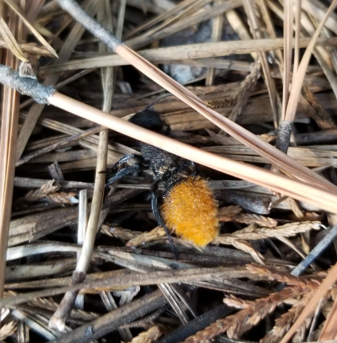 Velvet ant, (Cow killer)