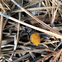 Velvet ant, (Cow killer)