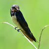 Swallow - Barn Swallow