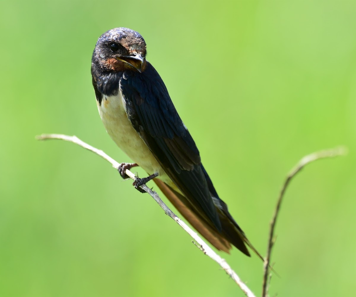 Swallow - Barn Swallow