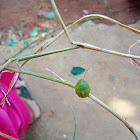 Green shield bug