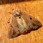 Noctuid Moth