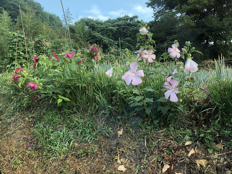 の投稿画像23枚目