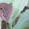 Bushbrown Butterfly