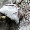 Jelly Ear