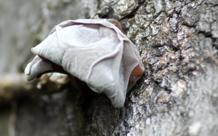 Jelly Ear