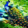 Peacock Beauty Live Wallpaper icon