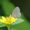 Common Caerulean