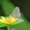 Common Caerulean