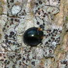 Curinus coeruleus