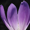 Giant Autumn crocus