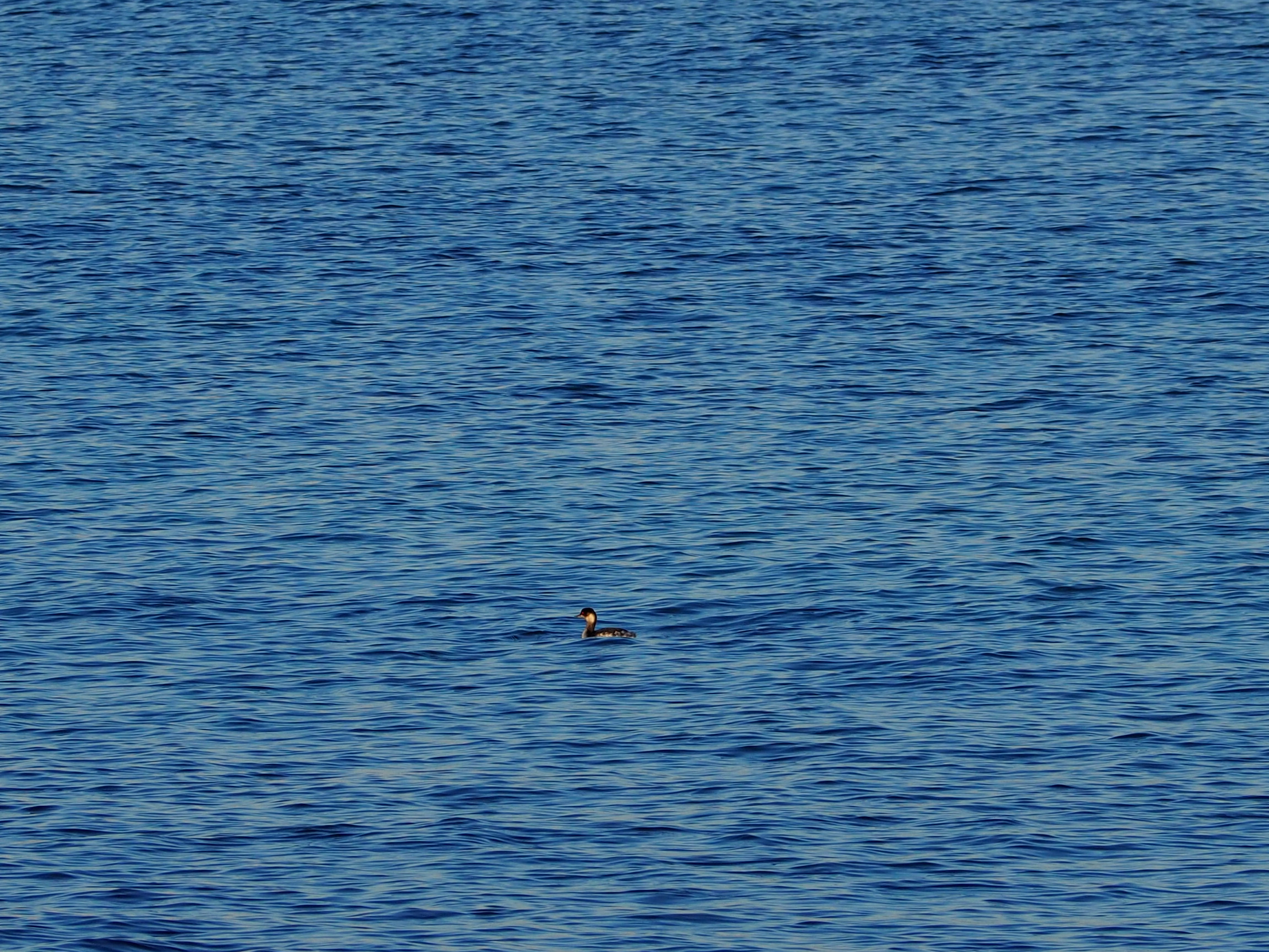 anatra solitaria di marco_de_giosa