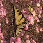 Eastern tiger swallowtail buttefly