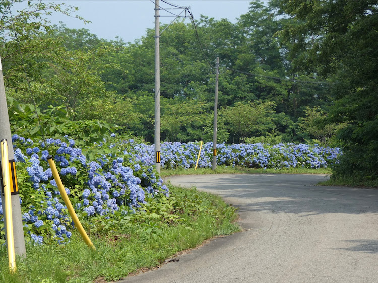 カローラスポーツのドライブ・カメ活・海の日・紫陽花とコラボ・プチ弄りに関するカスタム事例の投稿画像7枚目
