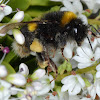 Buff-tailed Bumble Bee