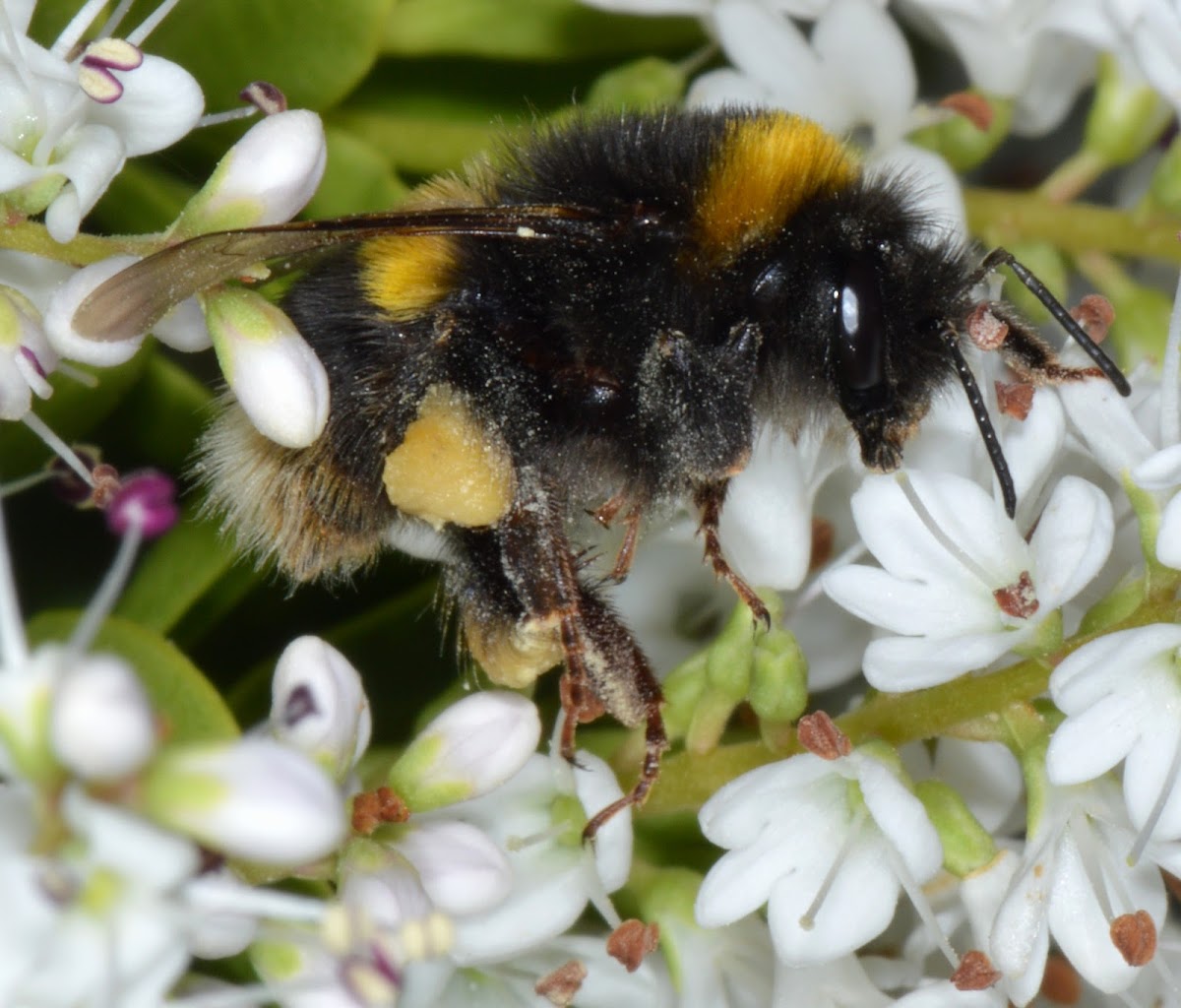 Buff-tailed Bumble Bee