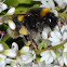 Buff-tailed Bumble Bee