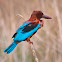 White-throated Kingfisher, white-breasted kingfisher (w/ Crocodile)