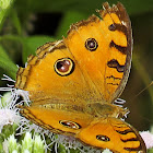 Peacock Pansy