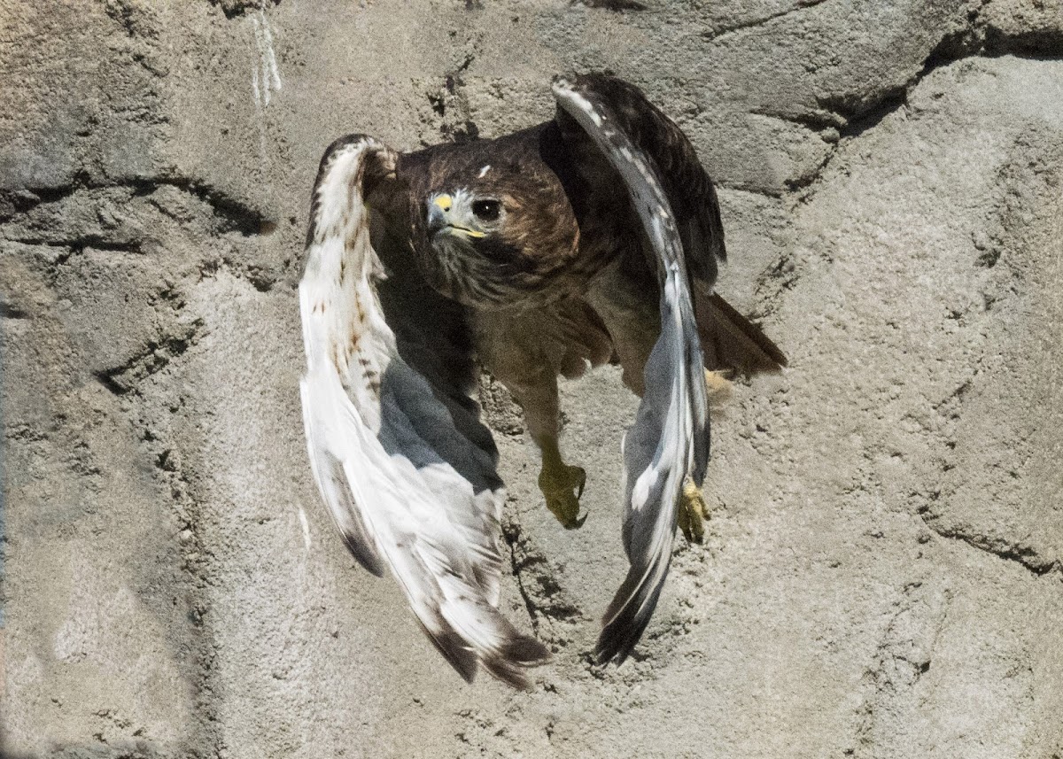 Red-Tailed Hawk