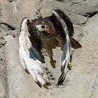 Red-Tailed Hawk