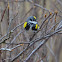 Yellow-rumped Warbler