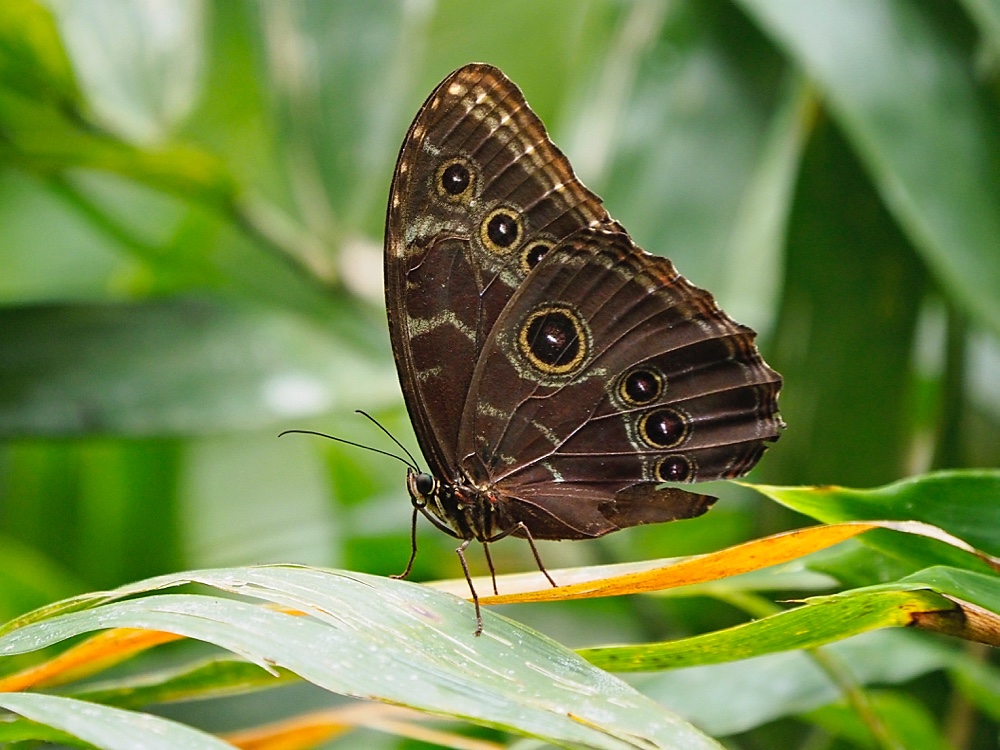 Helenor blue morpho