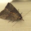 Green cloverworm moth