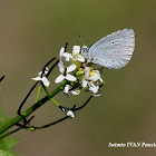 Holly Blue