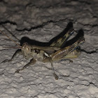 Narrow-winged Sand Grasshopper