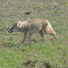 Coyote