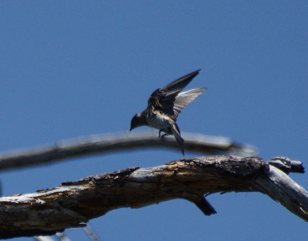 Purple Martin