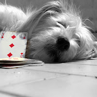 gioco canino  di 