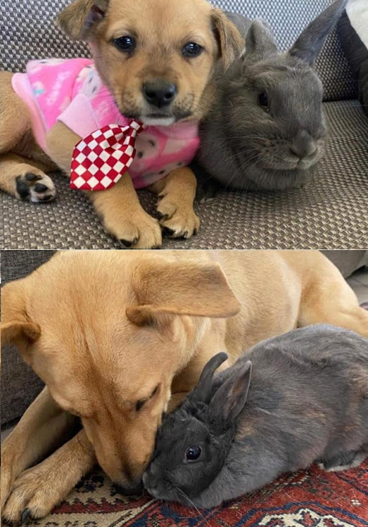 Rescue dog Rowdy and dwarf bunny Dave have grown up together and remain best buds.