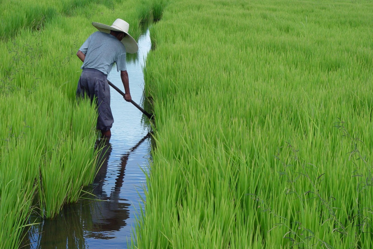 Xadrez do arroz: quem são os reis, quem são os peões?