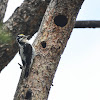 American Three-toed Woodpecker