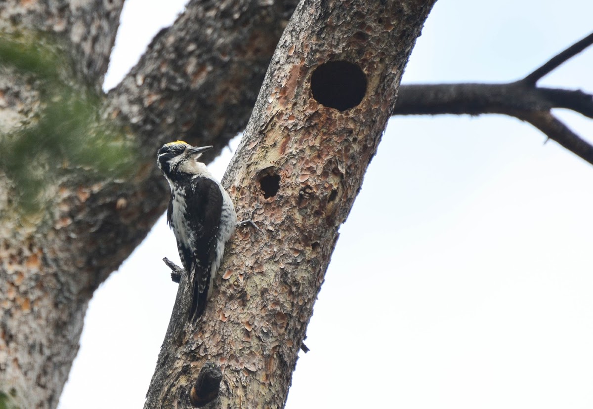 American Three-toed Woodpecker