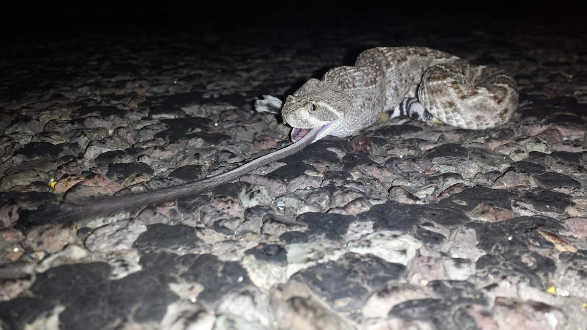 Western Diamond-backed Rattlesnake