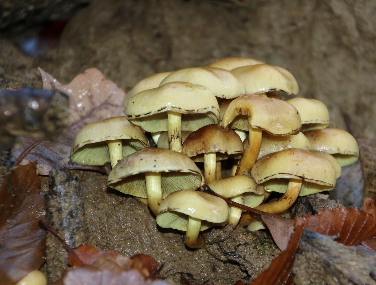 Sulphur tuft