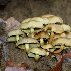 Sulphur tuft