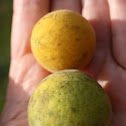 Trifoliate Orange